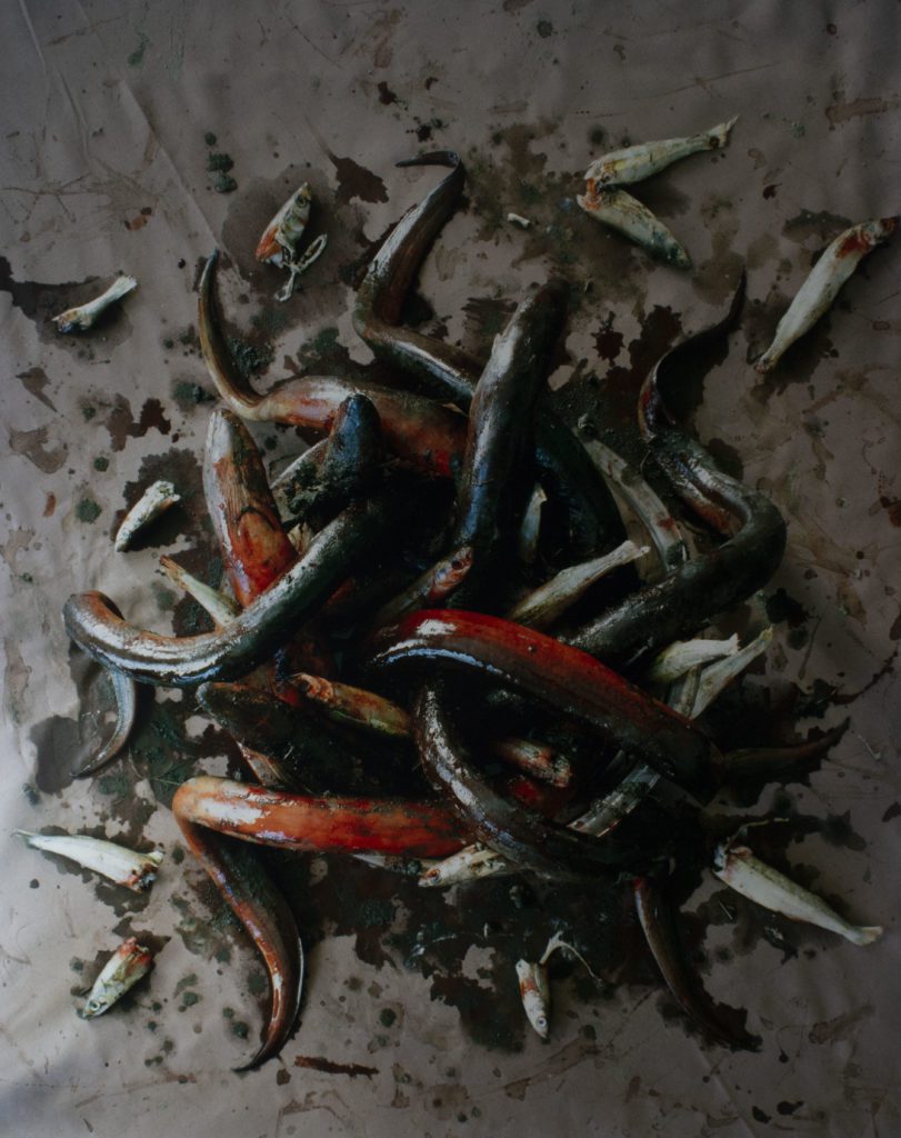 A realistic painting on a flat sand colored surface. In the center is an amass of cut in half fish and red and blue eels with their blood and guts staining the surface.
