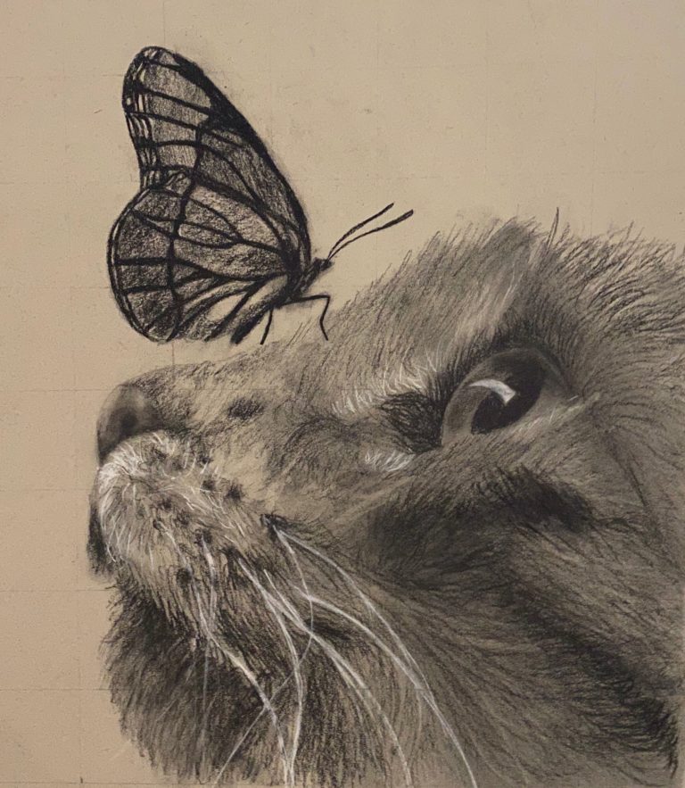 Realistic drawing in pencil of a profile cat face looking up to the left with a monarch butterfly on the bridge of its nose.