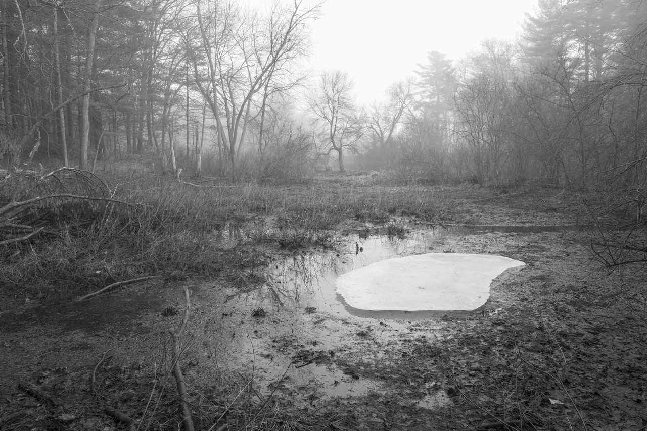 Black and white photograph of an outdoor waterlogged landscape. There are many leafless trees around the perimeter. In the center are short, dead grasses around small puddles, one of which in the center has a large sheet of melting ice.