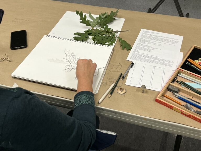 Photograph from behind a woman's shoulder, who is seated at a table drawing on an art pad a gathering of oak leaves on a stick.