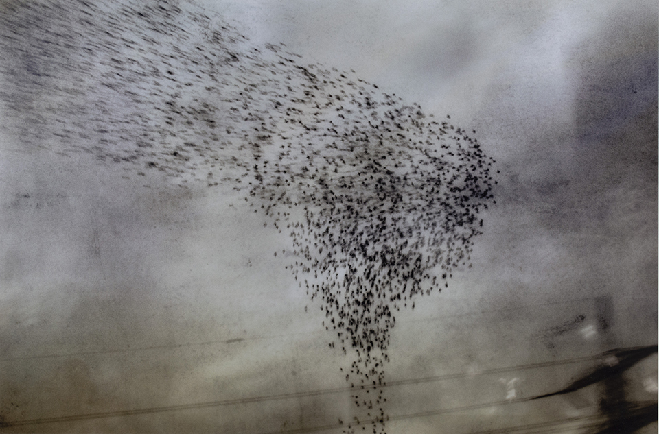 Hazy photograph of a grey, cloud filled sky and the hint of a telephone pole and wires across the very bottom. In the center in a sideways 'L' shape is a flock of birds flying in formation.