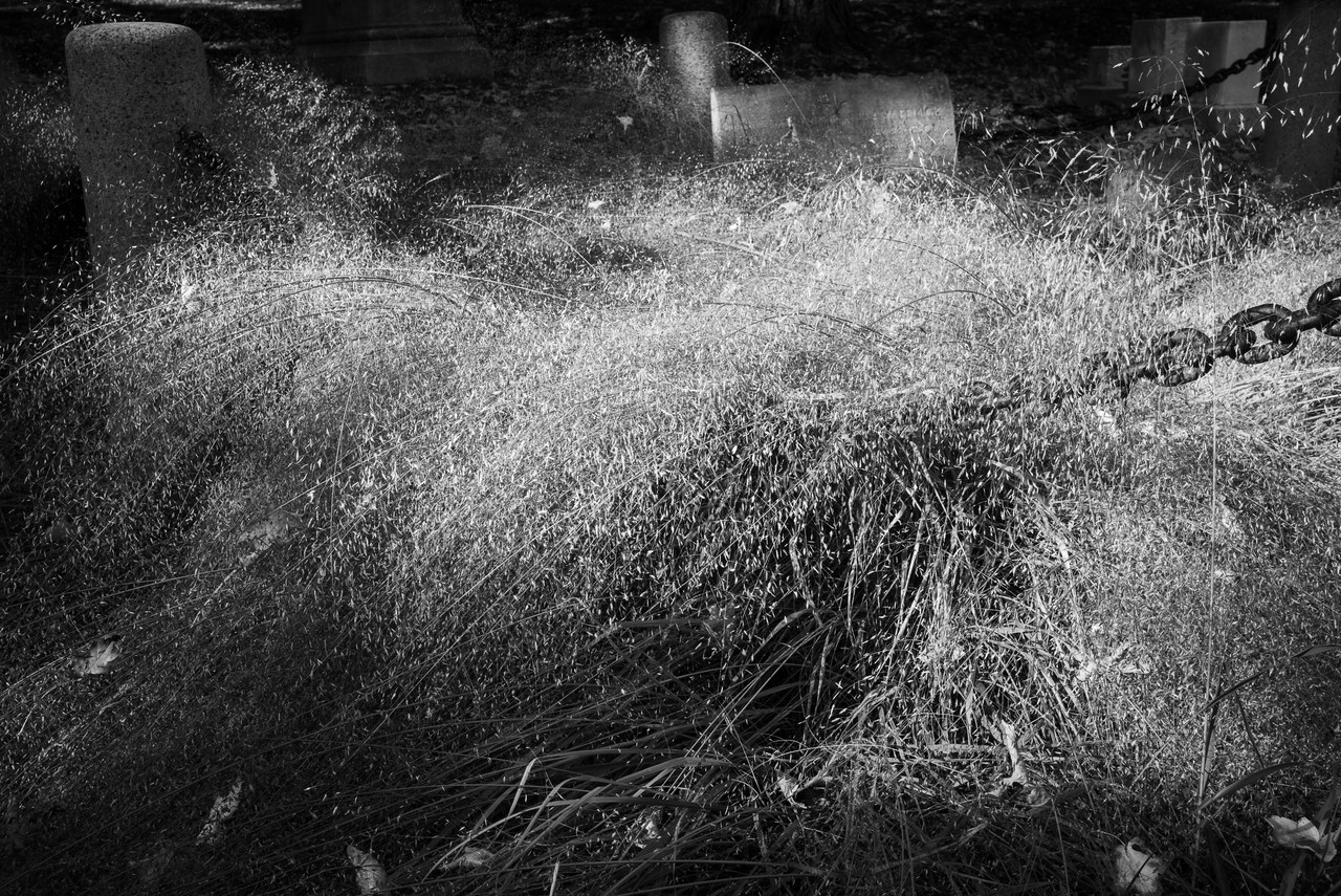 Black and white photograph of a burst of ornamental grasses, overhanging a thick chain rope. In the background are tombstones.