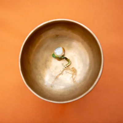 Photograph of a bright orange background with a brass bowl holding a sprouting plant