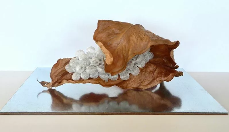 Sculpture on a reflective plate. Resting on the plate are two tan leaves arching together, encasing tiny white cloth balls.