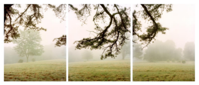 Photograph of a foggy field with a tree reaching over the top of the image and a row of trees in the background of the field.