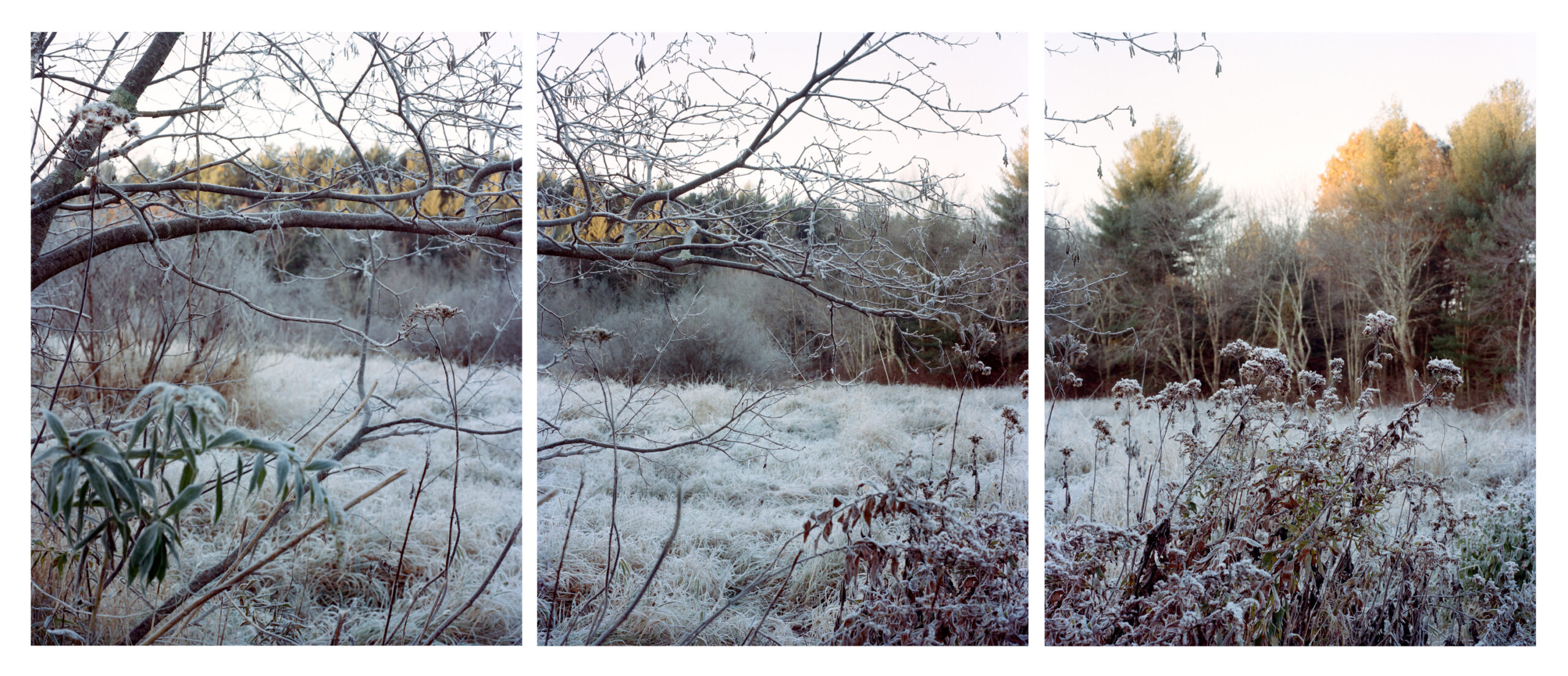 Three photographs of a winter landscape with leafless trees and a frost covered field behind them.