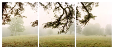 Photograph of a foggy field with a tree reaching over the top of the image and a row of trees in the background of the field.