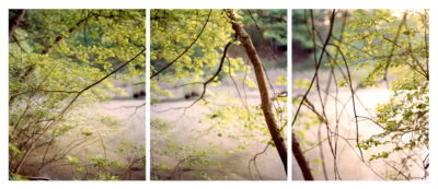 Photograph of a mist covered pond with branches in front crisscrossing across the scene, filled with new green buds of leaves appearing.