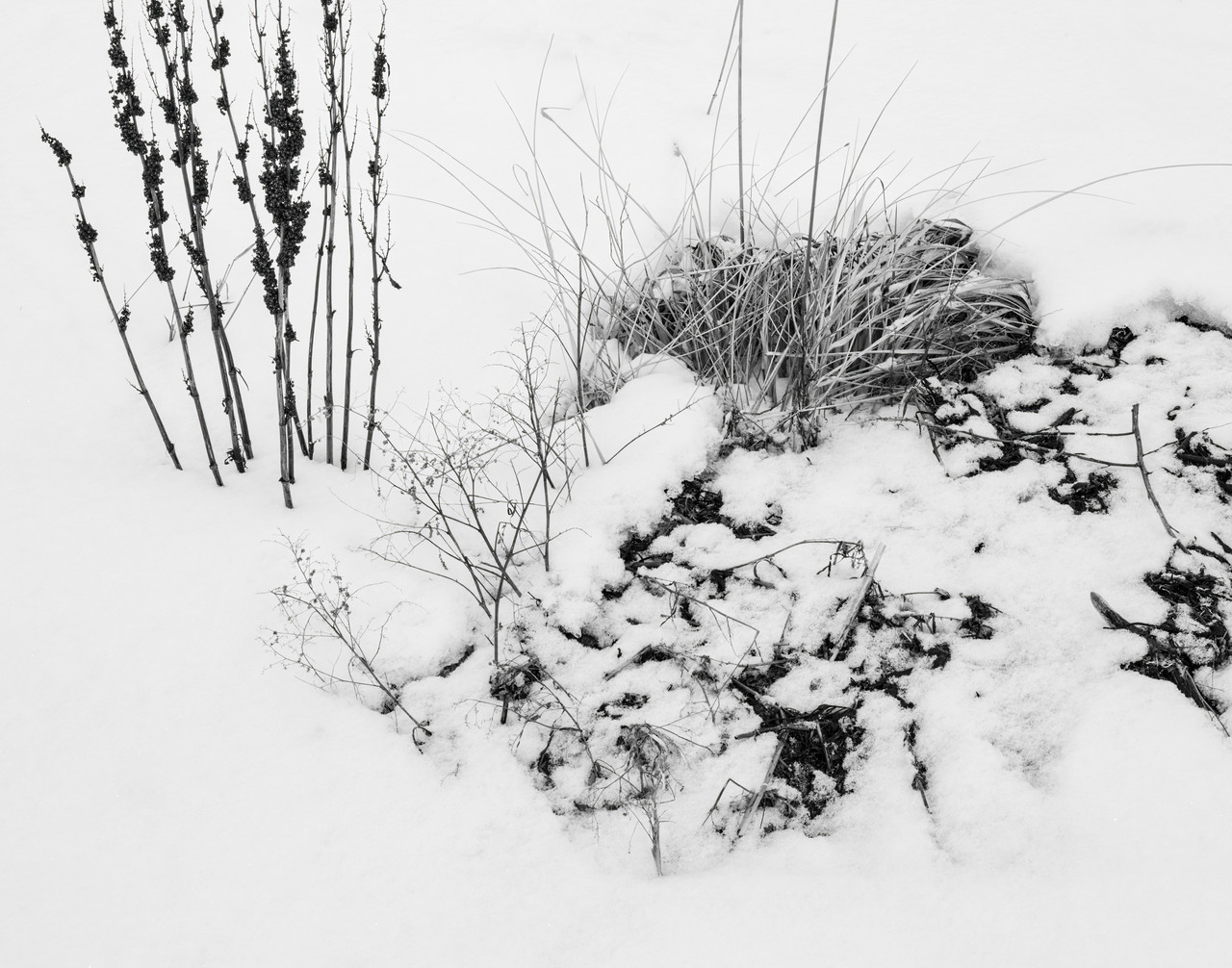 Black and white photograph of a snowy ground with dead grasses and stalks.