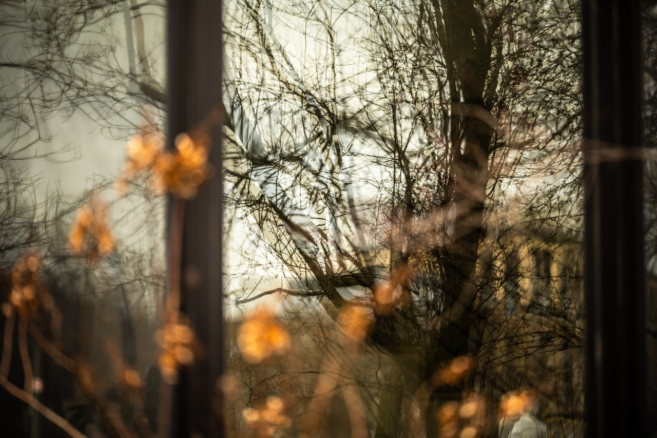Photograph of a window reflection of trees with explosions of gold to the center and bottom left.